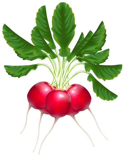 radish clip art